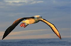 White-capped Albatross